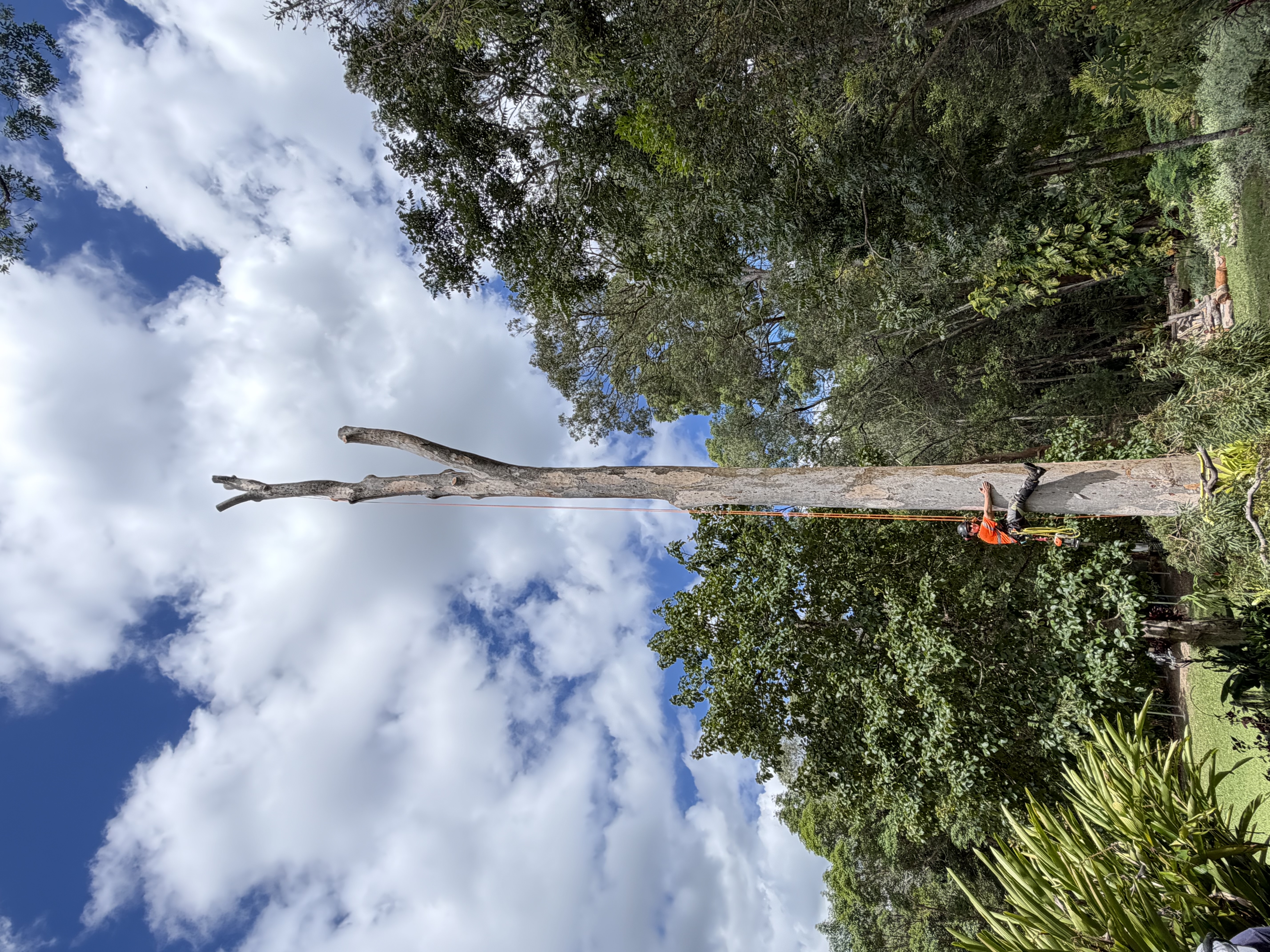Tree removal in progress with arborist climbing the tree