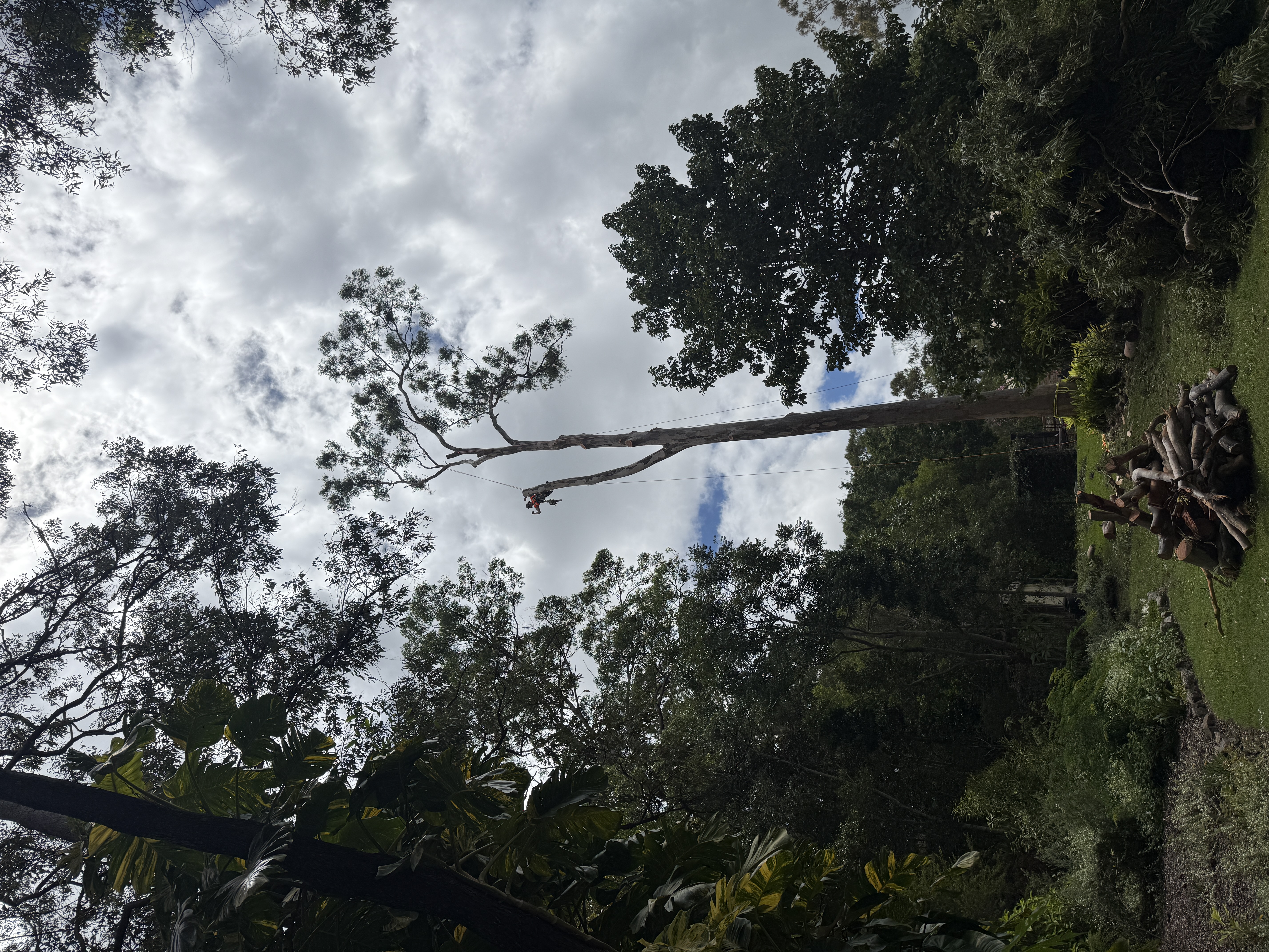 Tree removal in progress with arborist climbing the tree